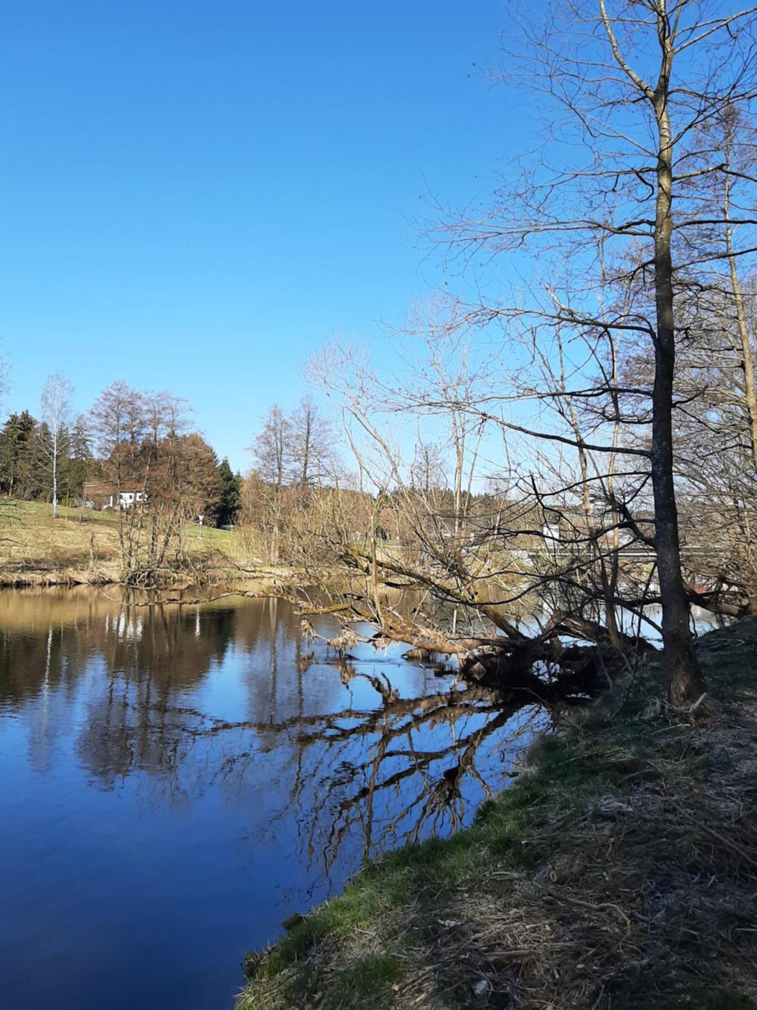 Fewo Fink Regen Exteriér fotografie