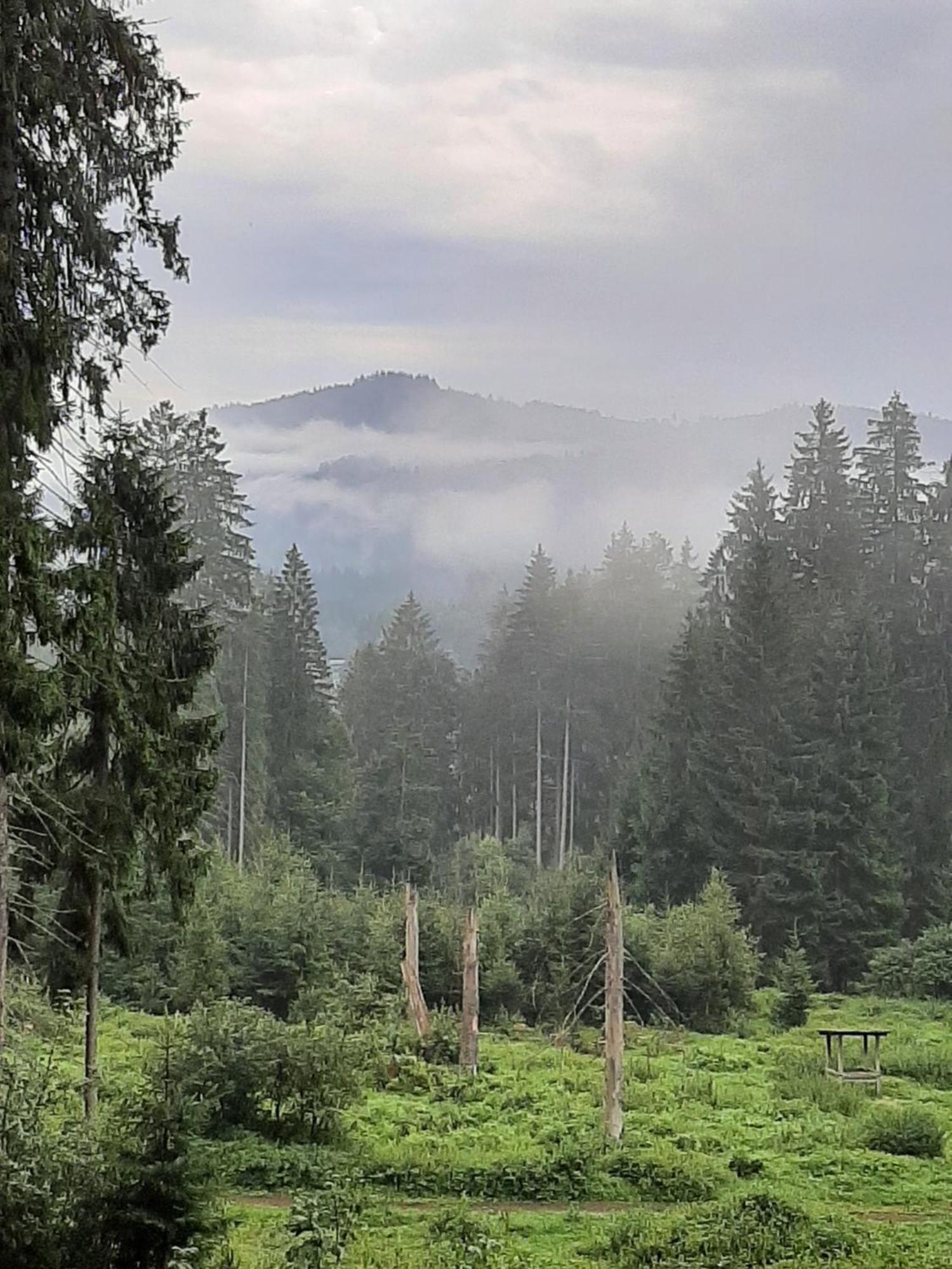 Fewo Fink Regen Exteriér fotografie